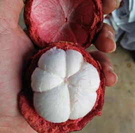Fresh mangosteen from Indonesian tropical fruit exporter Citra Tama Jaya Indo
