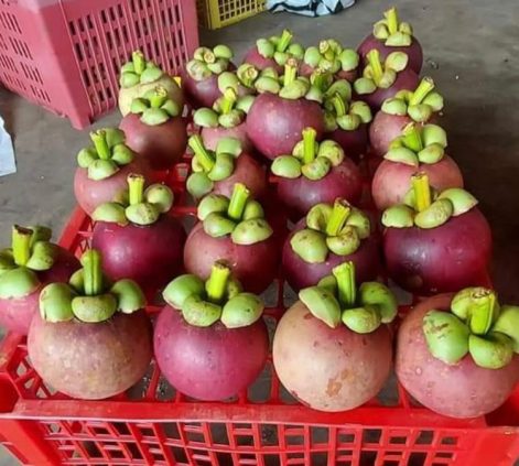 Padang Mangosteen