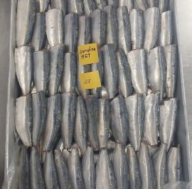 Sardine 1