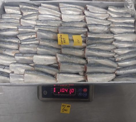 Sardine 3