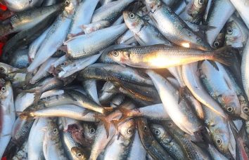 Sardine 4