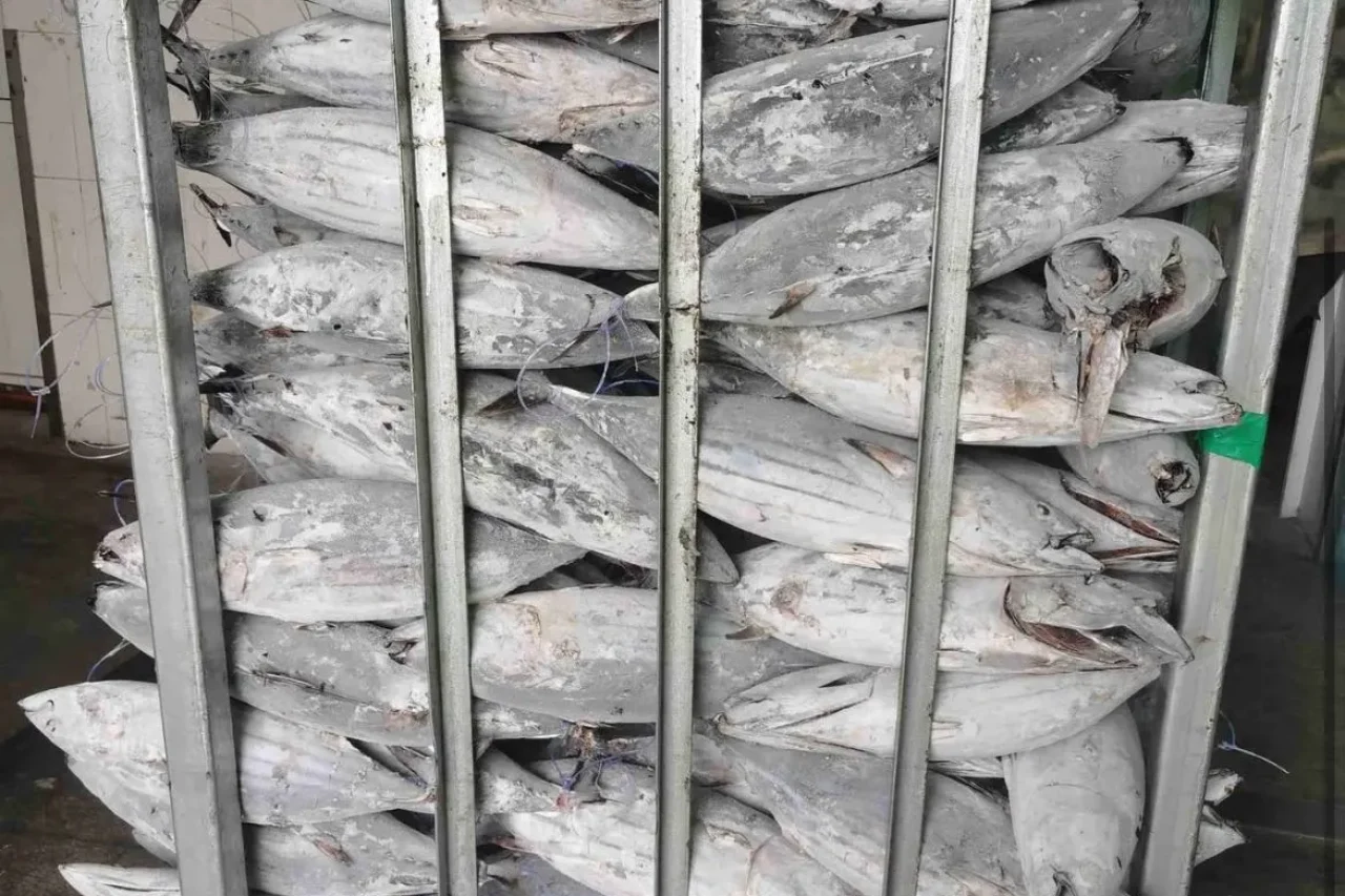 Fresh skipjack tuna Indonesian seafood exporter