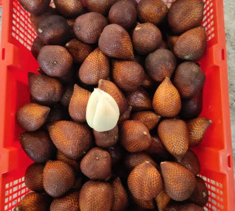 Fresh salak tropical fruit exporter Indonesia