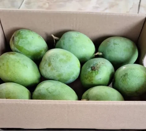 Fresh arumanis mango tropical fruit exporter Indonesia