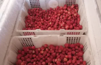 Fresh strawberry export Indonesia
